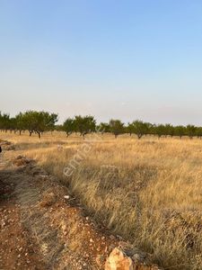 Arsa-Bağ & Bahçe