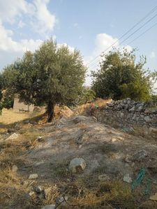 Arsa-Bağ & Bahçe