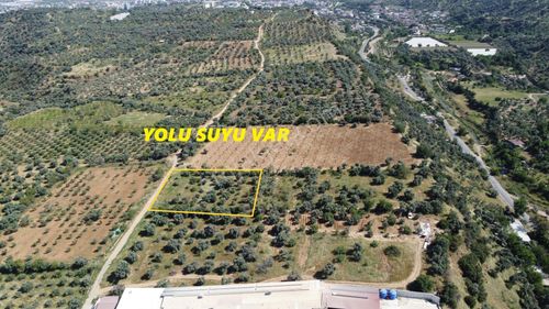Arsa-Zeytinlik
