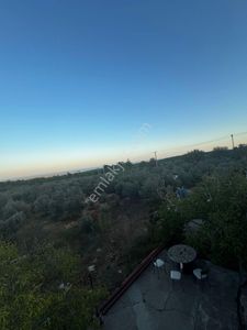 Arsa-Zeytinlik