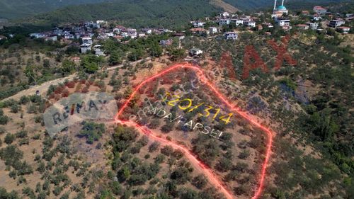 Arsa-Zeytinlik