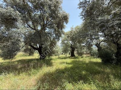 Arsa-Zeytinlik