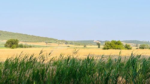 Arsa-Tarla