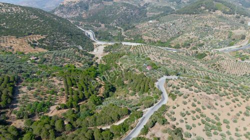 Arsa-Arazi