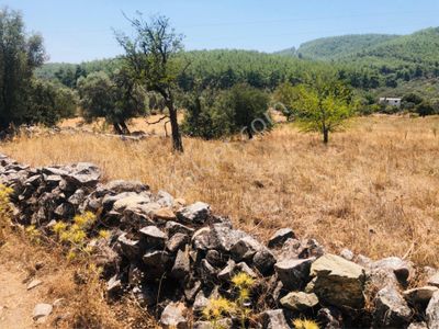 Arsa-Tarla