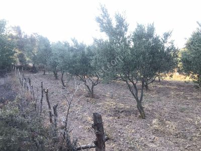 Arsa-Zeytinlik