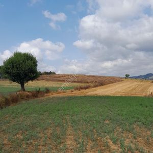 Arsa-Tarla