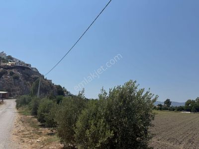 Arsa-Tarla