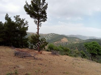 Arsa-Tarla