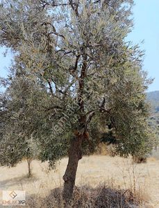 Arsa-Tarla