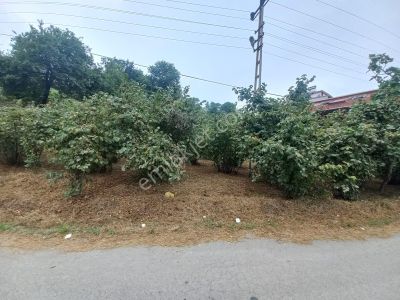 Arsa-Konut İmarlı