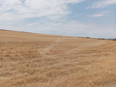 Arsa-Tarla