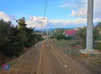 Arsa-Zeytinlik