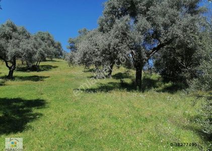 Arsa-Zeytinlik