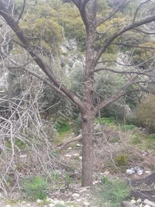 Arsa-Tarla