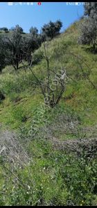 Arsa-Zeytinlik