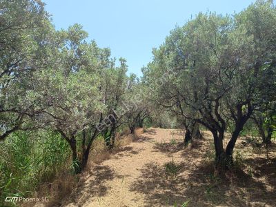 Arsa-Zeytinlik