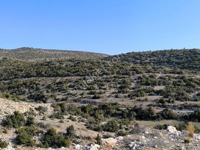 Arsa-Tarla