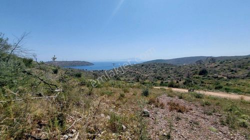 Arsa-Zeytinlik