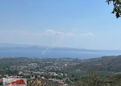 Arsa-Zeytinlik