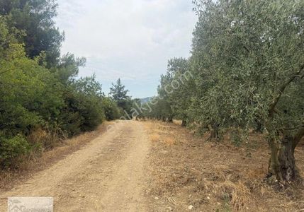 Arsa-Zeytinlik