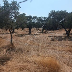 Arsa-Tarla