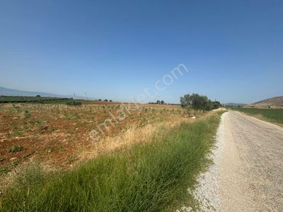Arsa-Zeytinlik