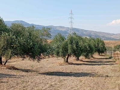 Arsa-Bağ & Bahçe