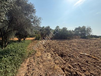 Arsa-Bağ & Bahçe