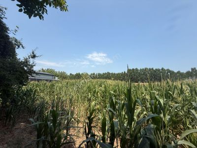Arsa-Tarla