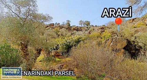 Arsa-Zeytinlik