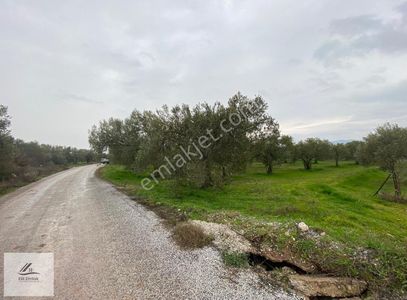 Arsa-Zeytinlik
