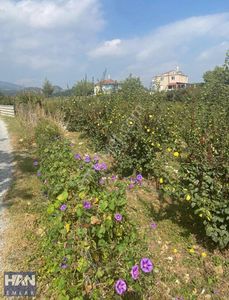 Arsa-Bağ & Bahçe