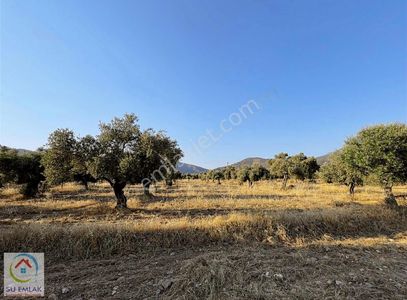 Arsa-Zeytinlik