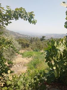 Arsa-Tarla