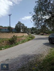 Arsa-Zeytinlik