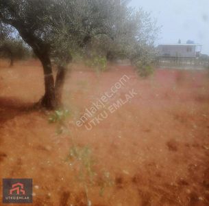 Arsa-Bağ & Bahçe