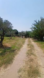 Arsa-Zeytinlik