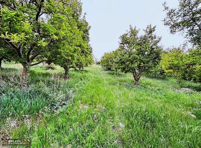 Arsa-Bağ & Bahçe
