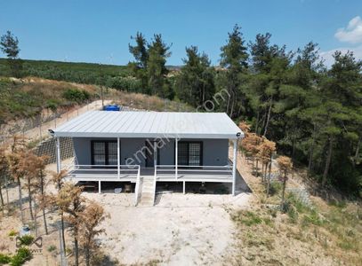 Arsa-Zeytinlik