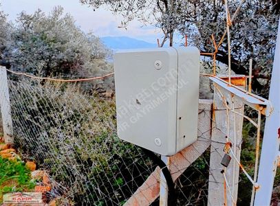 Arsa-Zeytinlik