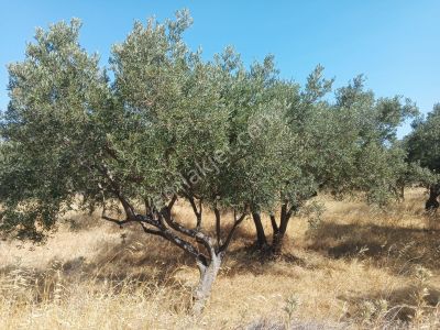 Arsa-Zeytinlik