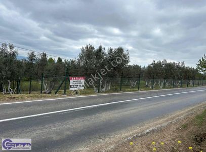 Arsa-Zeytinlik