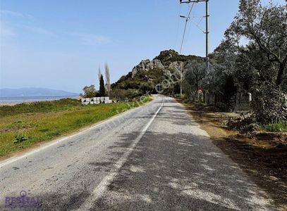 Arsa-Zeytinlik
