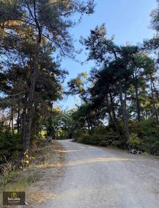 Arsa-Zeytinlik