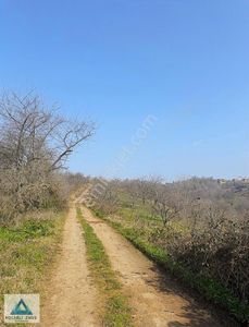 Arsa-Tarla