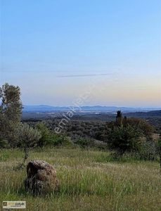 Arsa-Zeytinlik