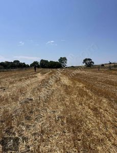 Arsa-Tarla