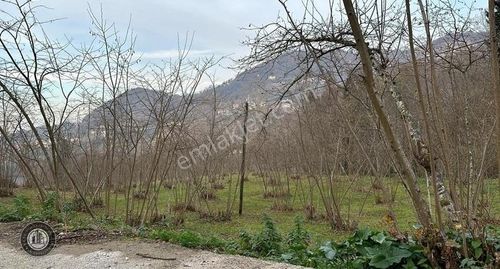 Arsa-Bağ & Bahçe