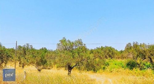 Arsa-Zeytinlik